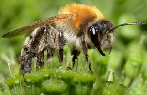 Andrena nitida